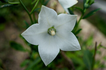 도라지 도라지 백도라지