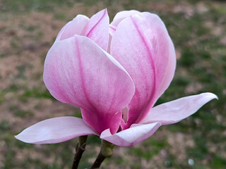 magnolia tree with pink blooming flower close up