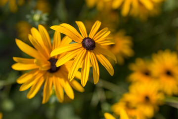 Flowers - Rudbeckia fulgida or Goldsturm in full bloom in the garden.