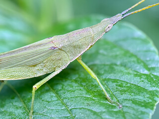 Close up of grasshoppers (Pyrgomorphidae)