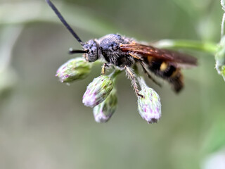 Close up of Scoliid Wasp