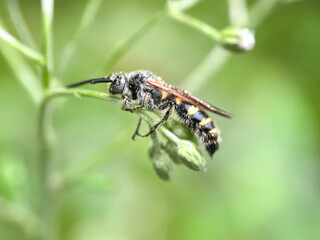 Close up of a bee perched on a flower, the fragile miner bee (Andrena fragilis)