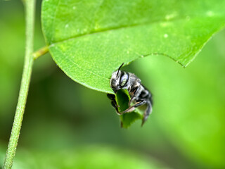 Close up of leaf cutting bees, The alfalfa bee (Megachile rotundata), macro shot of alfalfa bee...
