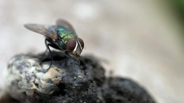 Close up of Green flies eat animal feces, flies land on animal feces