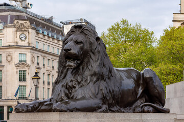 Trafalgar square lion at Nelson column, London, UK
