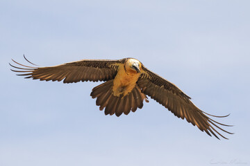 bearded vulture