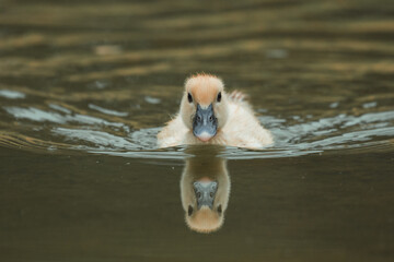 duckling