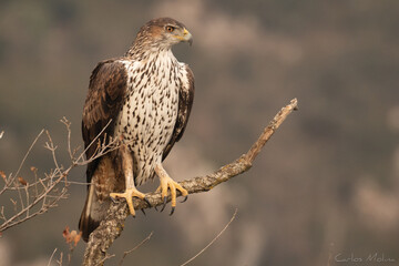 Bonelli's eagle