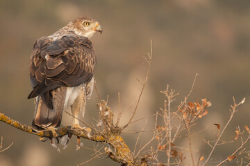 Bonelli's eagle