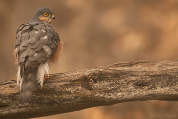 Eurasian sparrowhawk