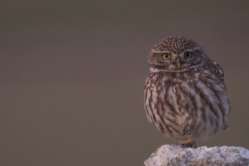 Owl