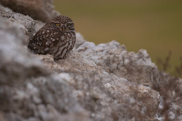Owl