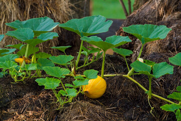 pumpkins growing on a dung heap