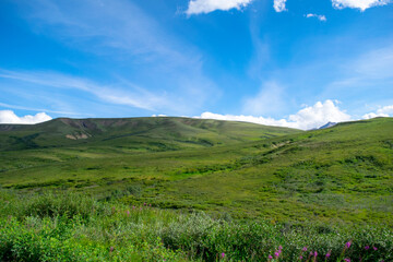 Beautiful lush green hills on a bright blue sunny day with white clouds above, windows screensaver like landscape in Denali national park, Alaska
