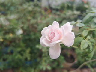 Close up rose pink color.