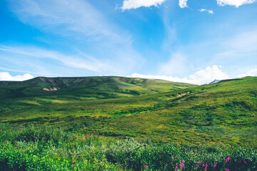 Beautiful lush green hills on a bright blue sunny day with white clouds above, windows screensaver like landscape in Denali national park, Alaska