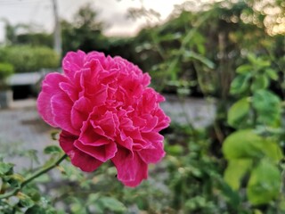 Pink rose with green leaves background.