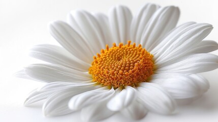 A close-up of a vibrant daisy blooming gracefully with delicate white petals during a sunny afternoon. Generative AI