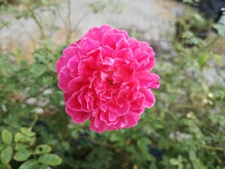 Pink rose with green leaves background.