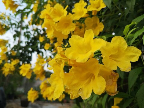 Yellow elder, Trumpetbush, Trumpet flower, Yellow trumpet-flower, Yellow trumpetbush, Tecoma stans	