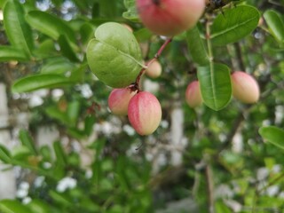 Carissa carandas L., Bengal-currant, Carandas-plum, Karanda, Pink fruits have a sour and astringent taste.