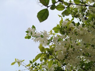 Wrightia religiosa Benth, Small white flowers have a leaves blurred in the background.	