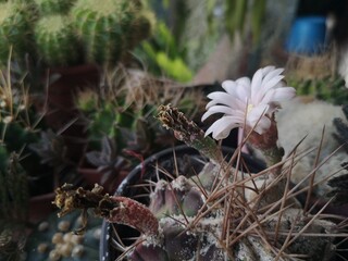 Flowers, flowers of cactus, pink flowers of cactus.