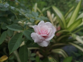 Close up rose pink color.