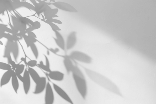 PNG  Minimalist plant shadow wall - Powered by Adobe