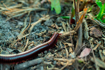 millipedes crawling on the ground