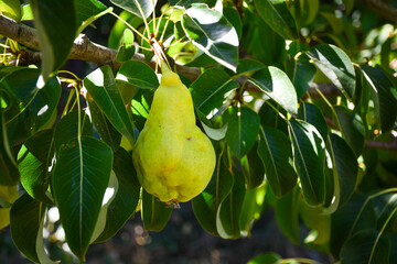 Beautiful natural pear on a branch, twigs and leaves. Healthy Organic Pears. Pear on a tree. Ripen Pear on the Tree