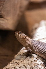 Cunninghams Stachelskink