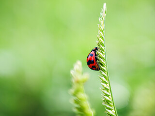 Ladybug on blade of grass, Clos up red Ladybug, macro