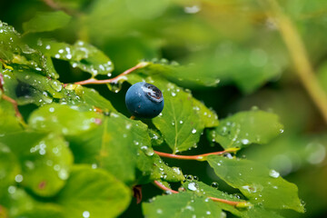 Wild Blueberry covered in morning dew, little water drops in lush green forest area in Alaska, USA