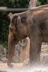 Elefant Elephantidae