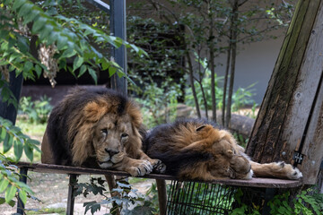 L&ouml;we und L&ouml;win Panthera leo