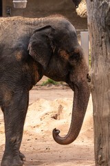 Elefant Elephantidae