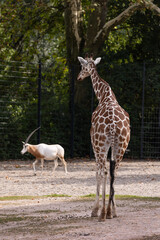 Giraffe Giraffa und S&auml;belantilope
