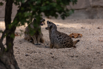 Streit unter Erdmännchen Suricata suricatta