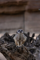 Erdm&auml;nnchen Suricata suricatta