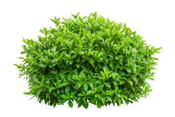Lush green bush with dense foliage for landscaping and gardening