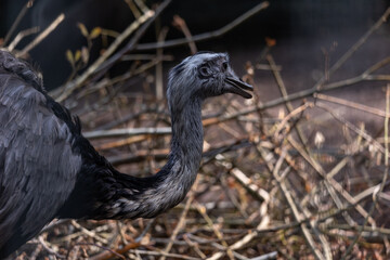 Nandus Rhea americana