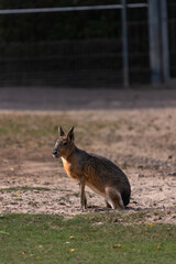 Pampashase Mara Dolichotinae