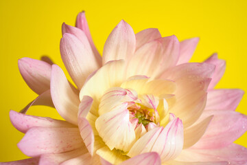 Close-Up of a Soft Pink Dahlia Blossom on a yellow background. Macro photo