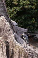 Graureiher Ardea cinerea