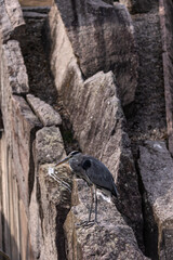 Graureiher Ardea cinerea