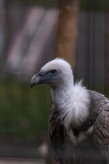 Geier Ornithurae