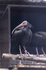 Waldrapp Geronticus eremita