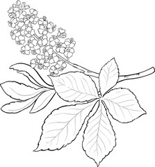 Chestnut Branch with Flowers and Leaves Outline Illustration. 