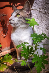 Chaton dans un jardin